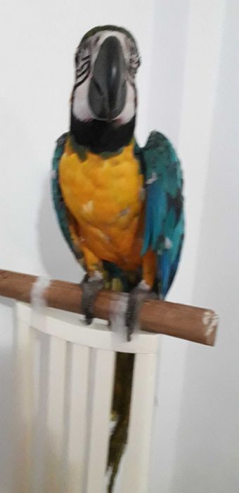 Araras Araraunas  F 25