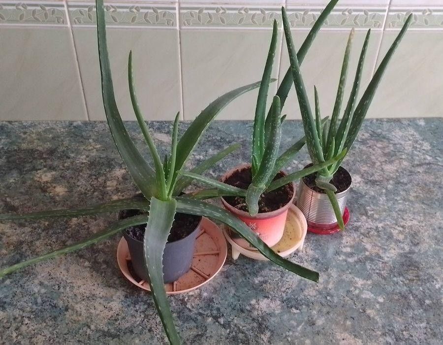 Лікарська рослина Алое вера