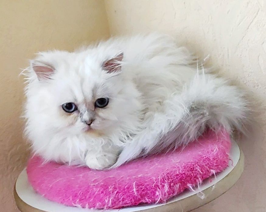 Мальчик шиншилла поинт хайленд