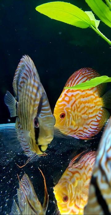 Dyskowiec samiec turkus