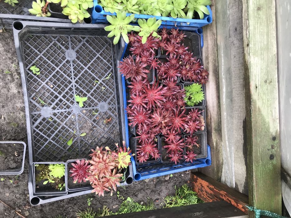 Кам‘яна роза, молодило