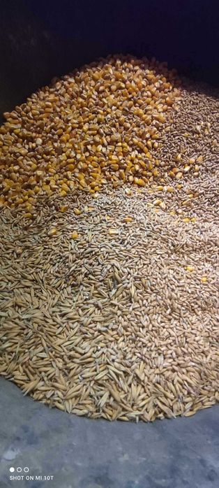 Śruta dla kur, mieszanka zbożowa, pasza dla zwierząt