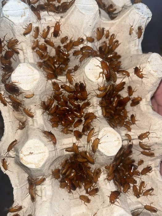 Karaczany tureckie różne rozmairy