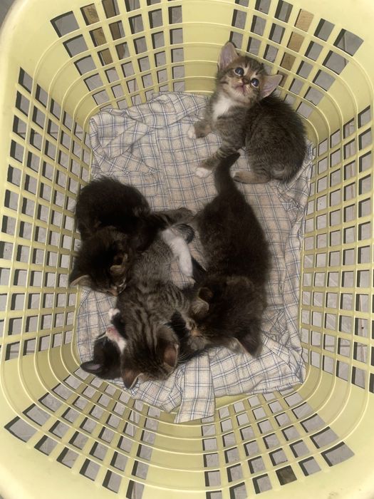 Gatos para adoção