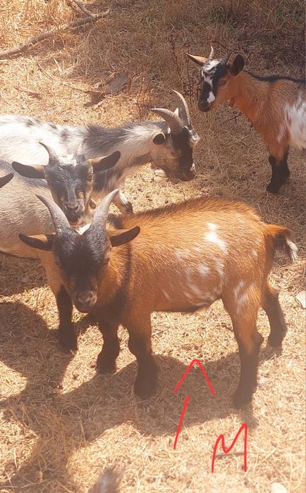 Cabras Anãs (machos)