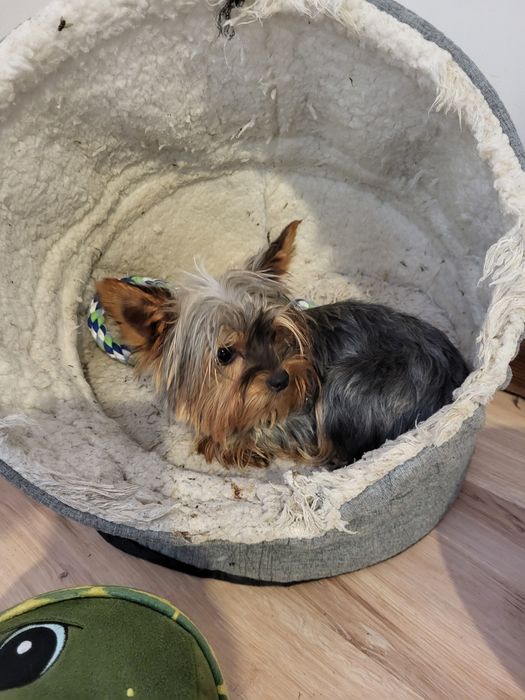 York Yorkshire terrier suczka