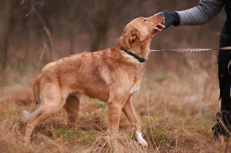 Oddany, miły kochany. Lucky poleca się do adopcji
