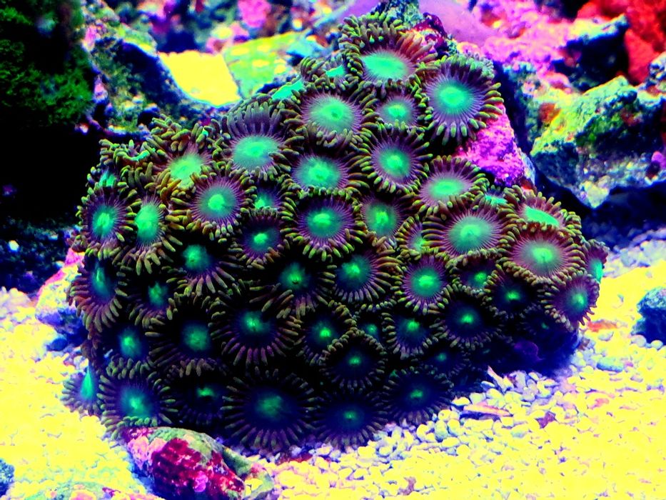 Corais vários frags Caulustreia Hulk