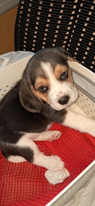 Біглюшки! Документи! 2 міс!