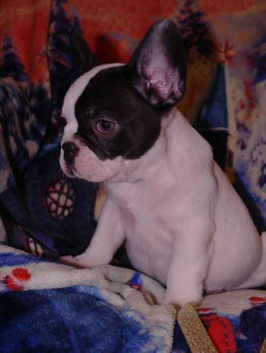 Новогодние подарочки)