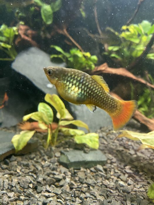 Zmienniak wielobarwny Variatus Multicolor- Platka Łódź Polesie • OLX.pl