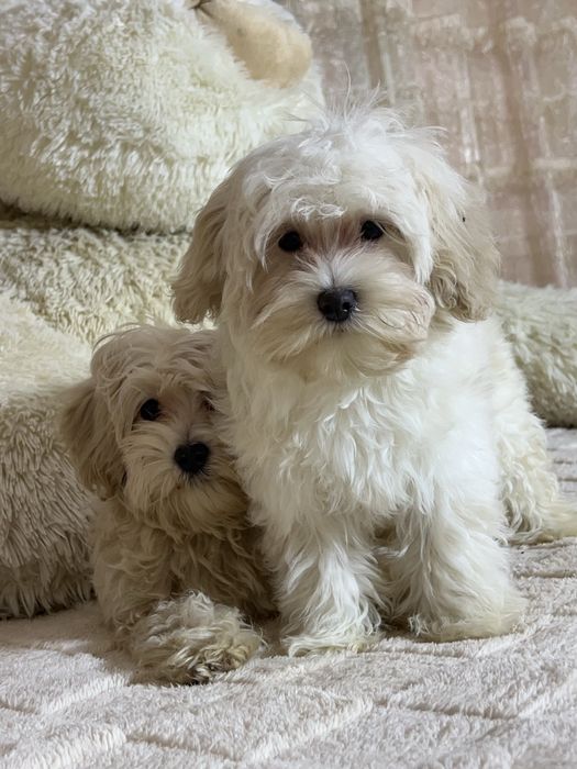 Хлопчик. Мальтіпу Ф1 той пудель