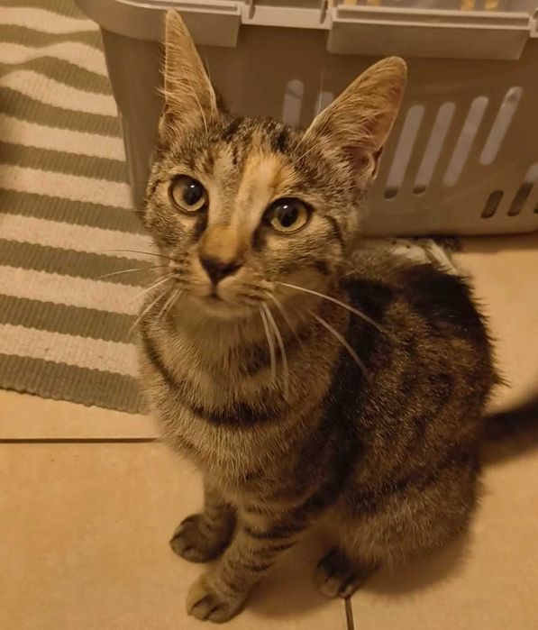 Młodziutka radosna kotka z FeLV do adopcji