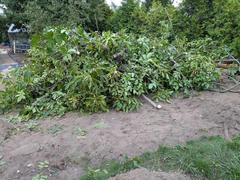 Drzewo drewno gratis choinka stroik