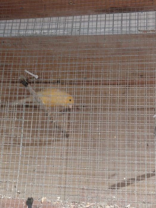 9 canarios (desistencia)