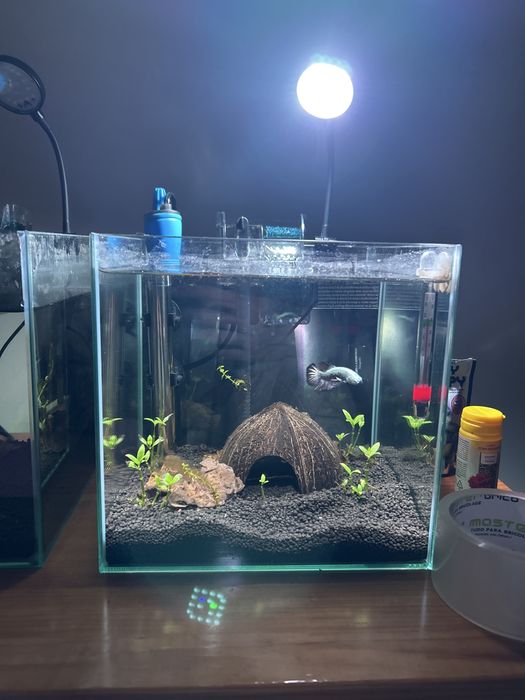 Aquário 10L com tudo!!