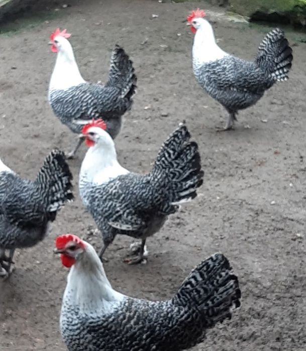 Jaja lęgowe brakli srebrnej
