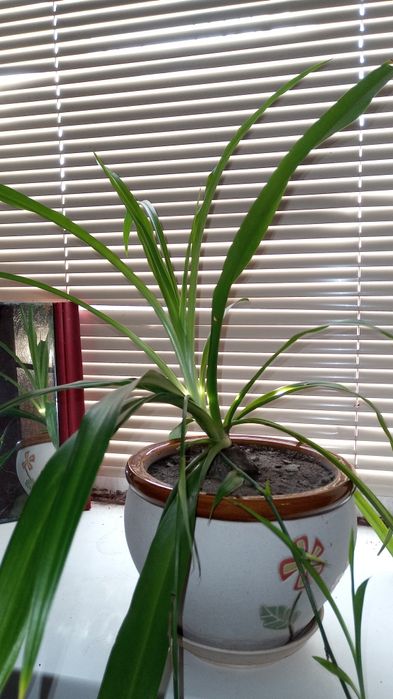 Хлорофітум Квіти кімнатні