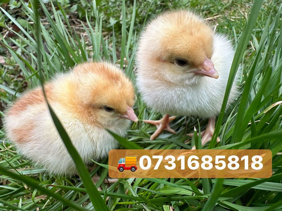 Курчата Птиця Циплята Несушка Ломан Браун Сенді Півники Півні Півень