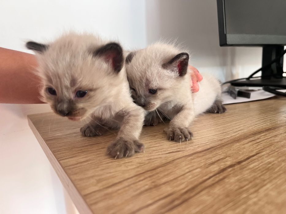 Gatinhos para doar