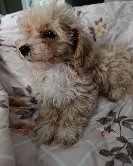 Maltipoo. Piękny chłopak