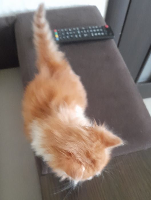 Кошенята безкоштовно