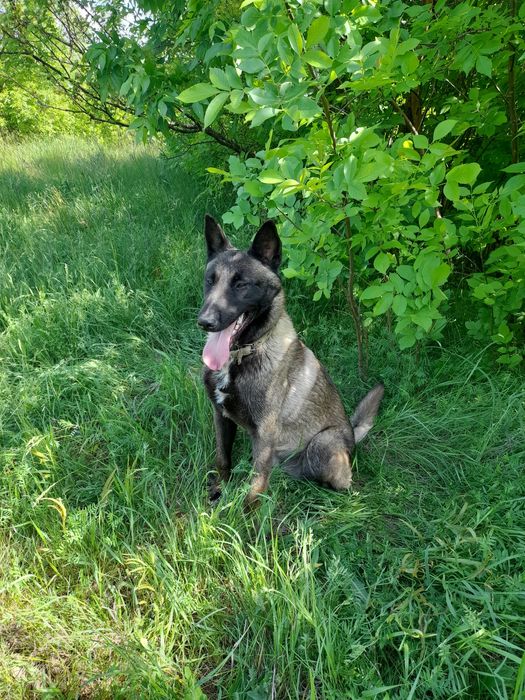 Малинуа кобель для вязки 2 года.