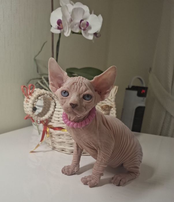Котята канадского сфинкса