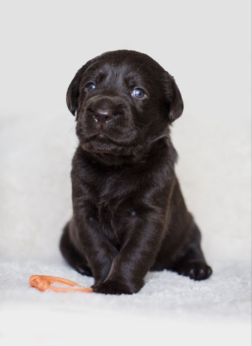 Labrador Retirever suka