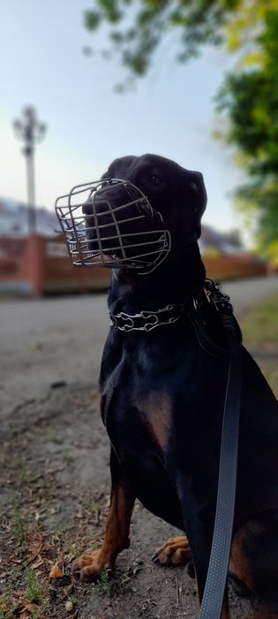 Вязка добермана .