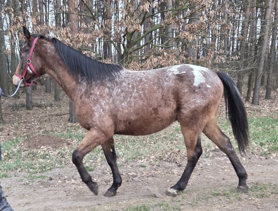 Walach malopolski 2 lata