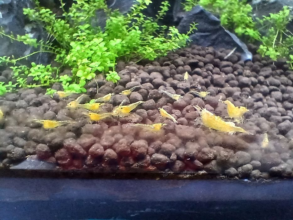 Krewetki Neocaridina neon yellow