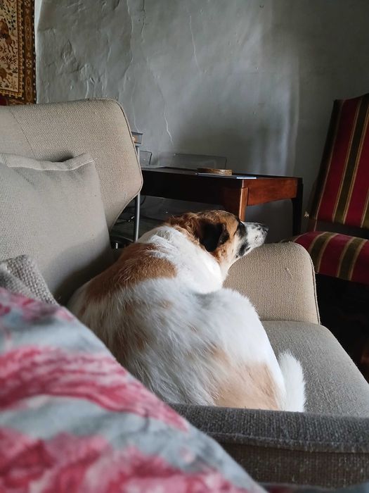 DAr Cão para daoção