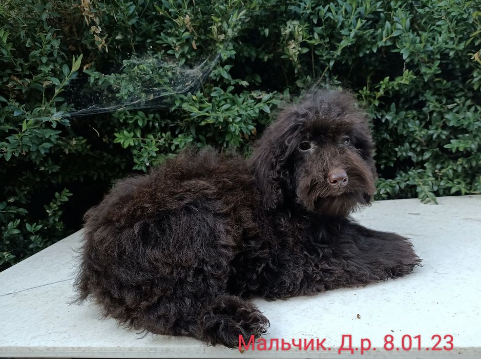 Взрослый мальчик шоко пудель