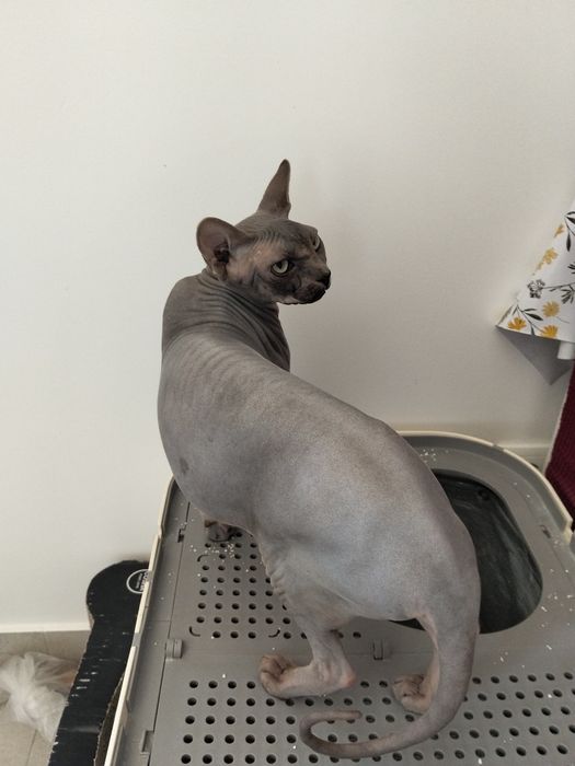 Gatos Sphynx para Venda – Elegância e Personalidade Única!