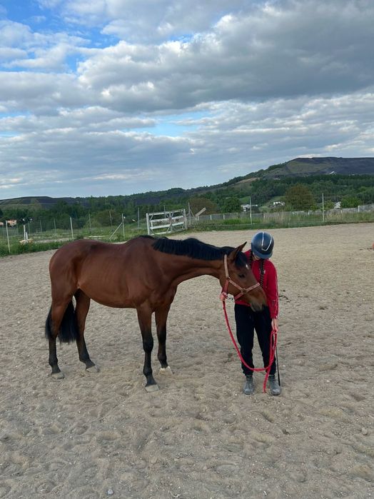 Kochany wałach wielkopolski, 6 letni misiek