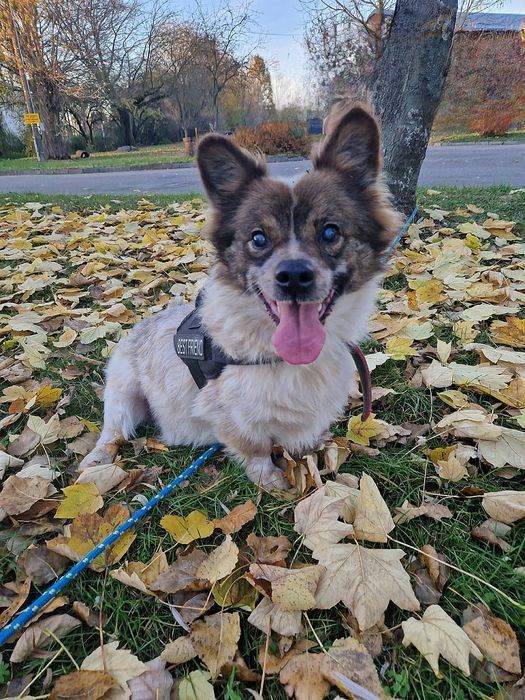 On chyba nigdy nie znajdzie domu. Traci wzrok i nadzieję