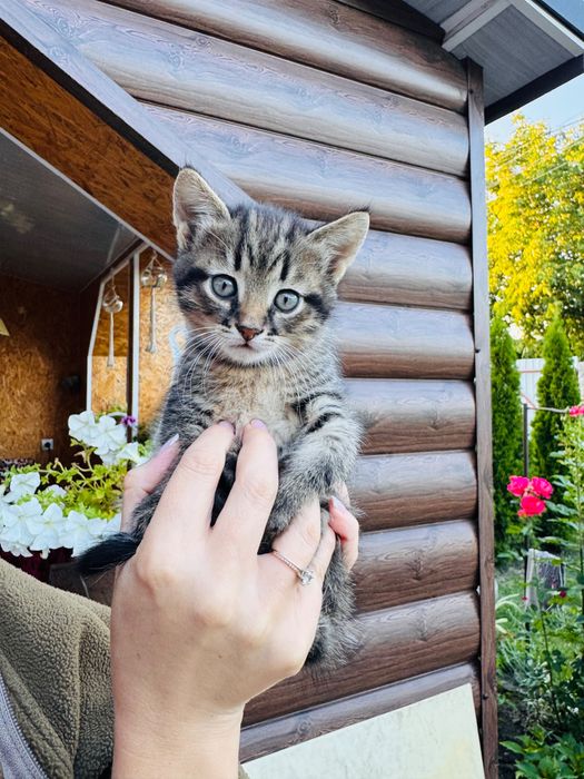 Котики в добрі руки