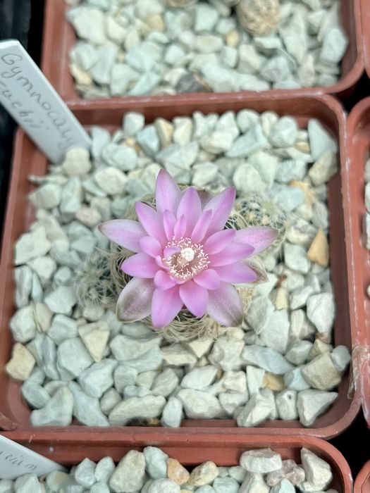 Ґрунт грунт суміш земля для кактусів сукулентів: кокос перліт цеоліт