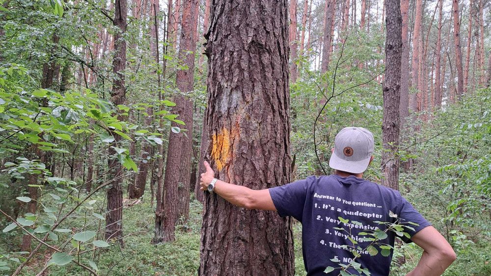 Dojrzały las sosnowy 3,2686 ha wraz z działką - Widok 4