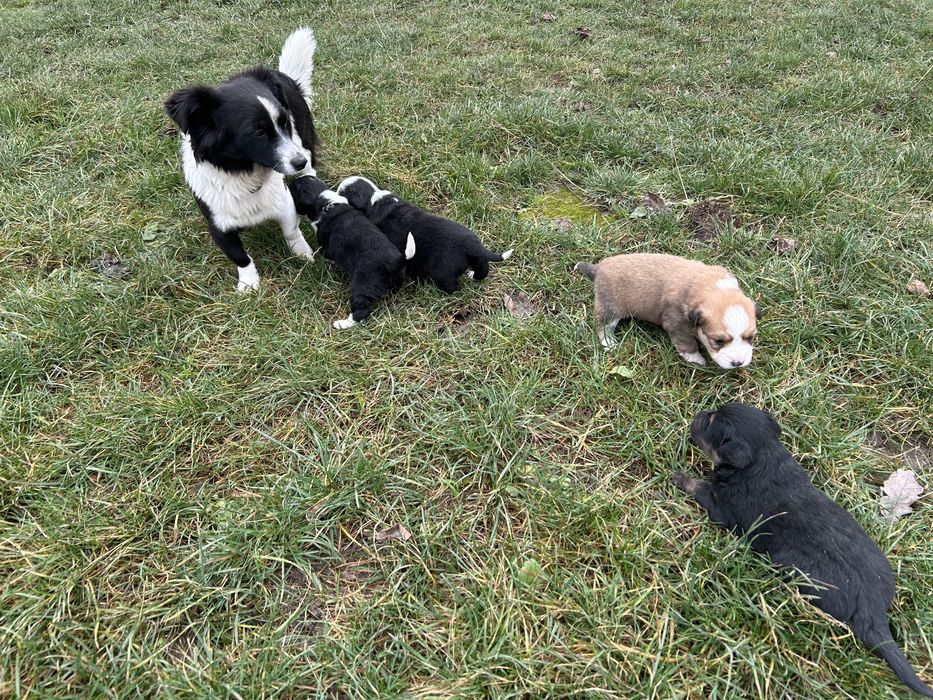 Відам в добрі руки цуценят, осталось дві дівчинки.