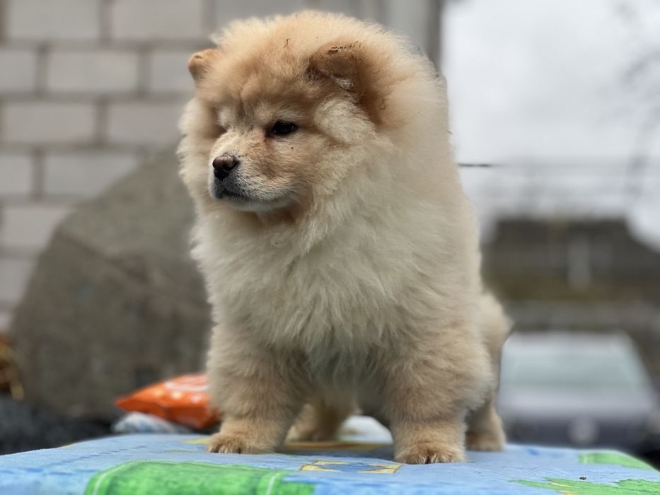 Классні ведмедики-чау. Доставка !