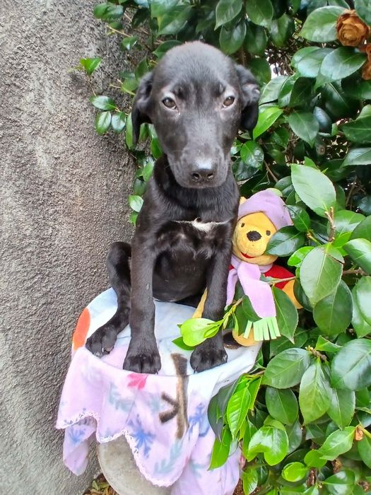 Zoey para adoção muito responsável