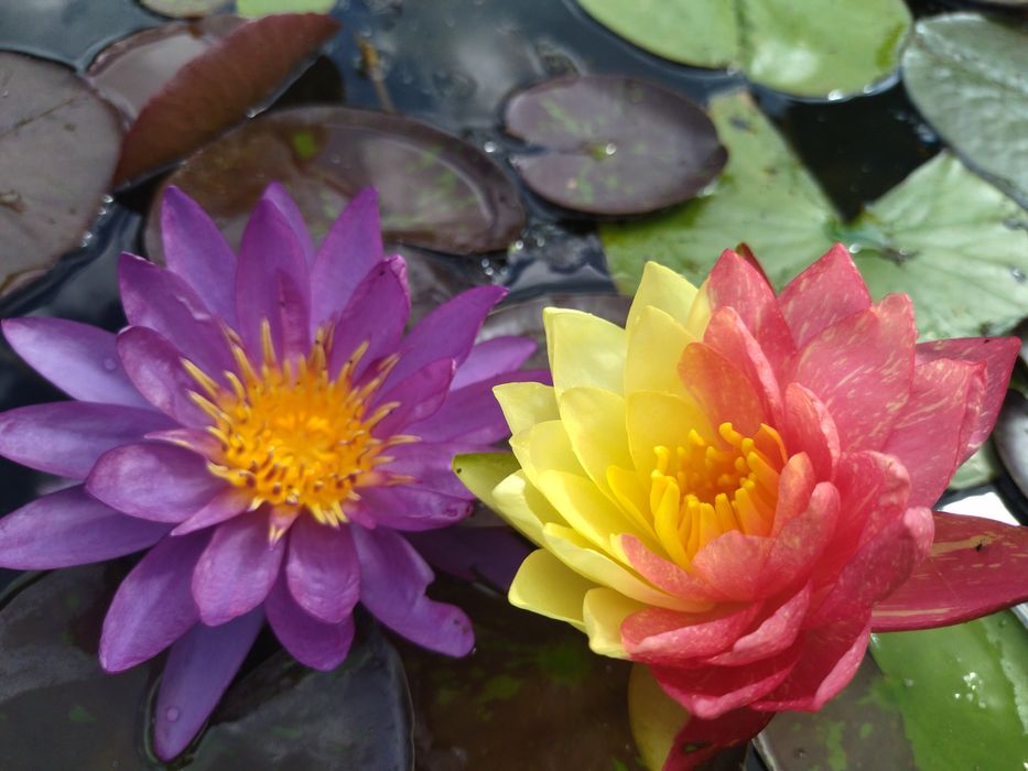 Нимфеи в прудик продам