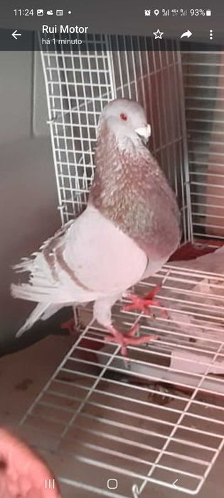 Pombo buchon jiennense valenciana