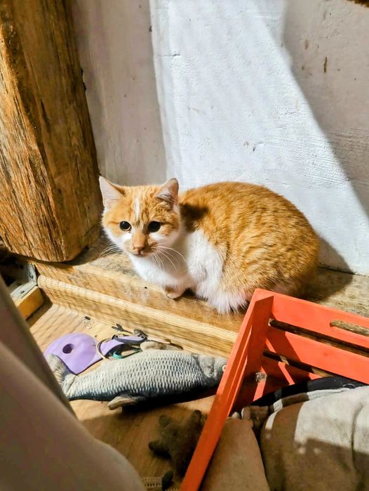 Rysiek to fajny chłopak,poznaj go,rudy,wesoły,nieśmiały kot,pokochaj