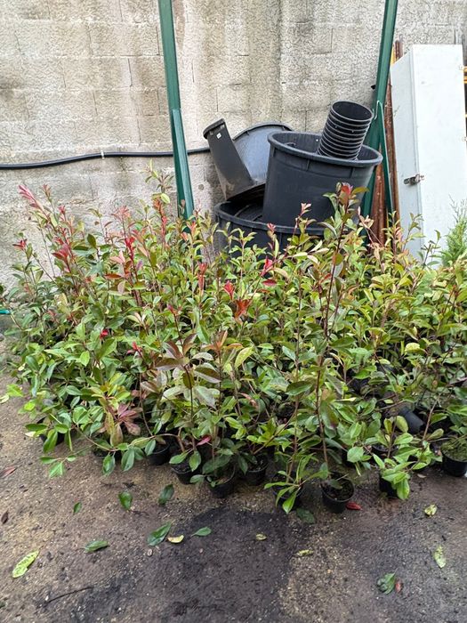 Photinias envasadas