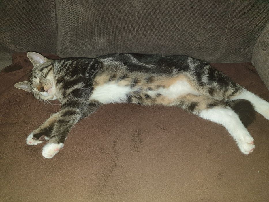 Zginęła Kotka 30.01.22 w Białczu