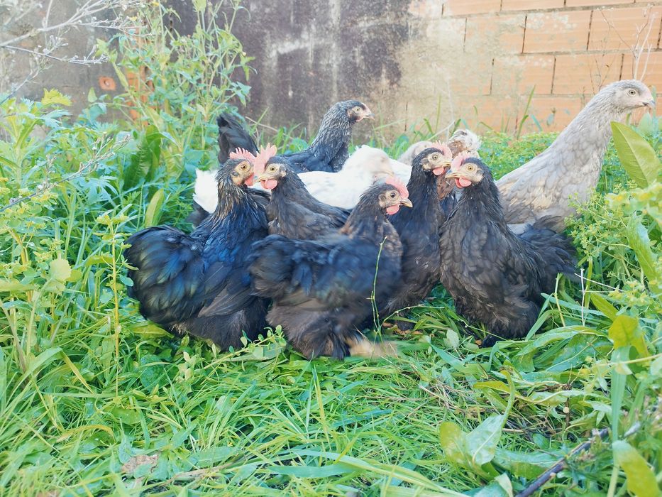 Pekins...black , black copper e black mottled