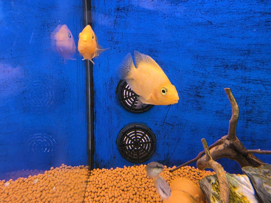 Ciclideo Papagaio Amarelo